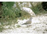 Turtle Dove